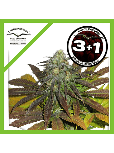 Californian Orange Fem X100-Dutch Passion 3