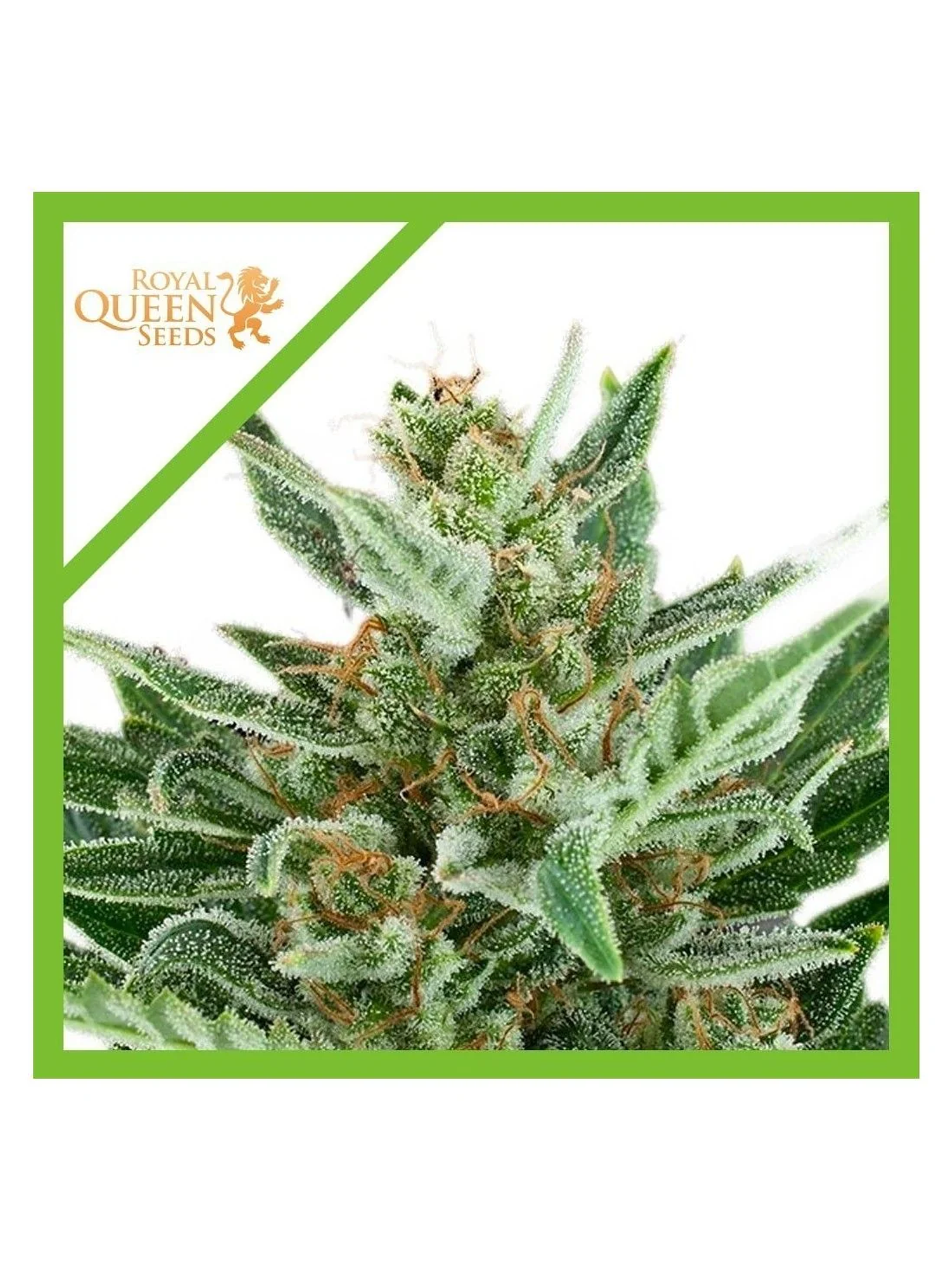 Easy Bud Auto -Royal Queen Seeds (X10/X3/X1) 1