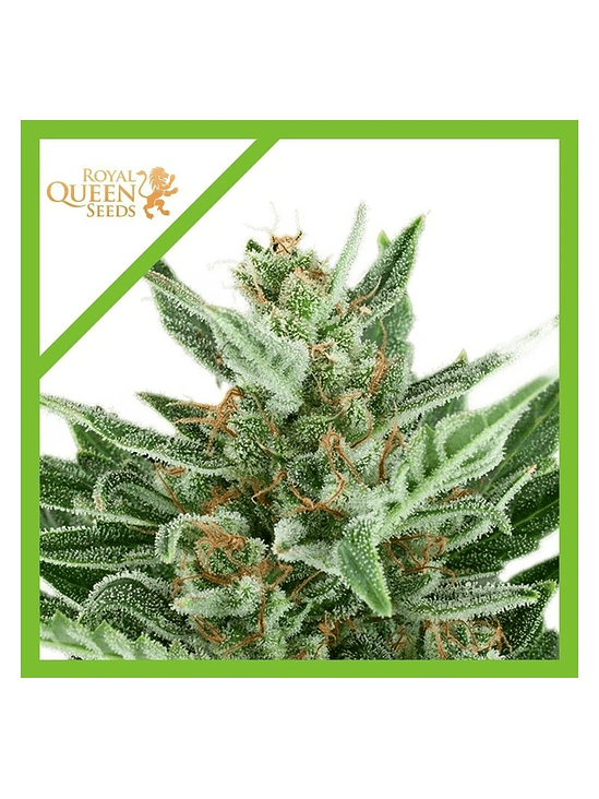 Easy Bud Auto -Royal Queen Seeds (X10/X3/X1) 1