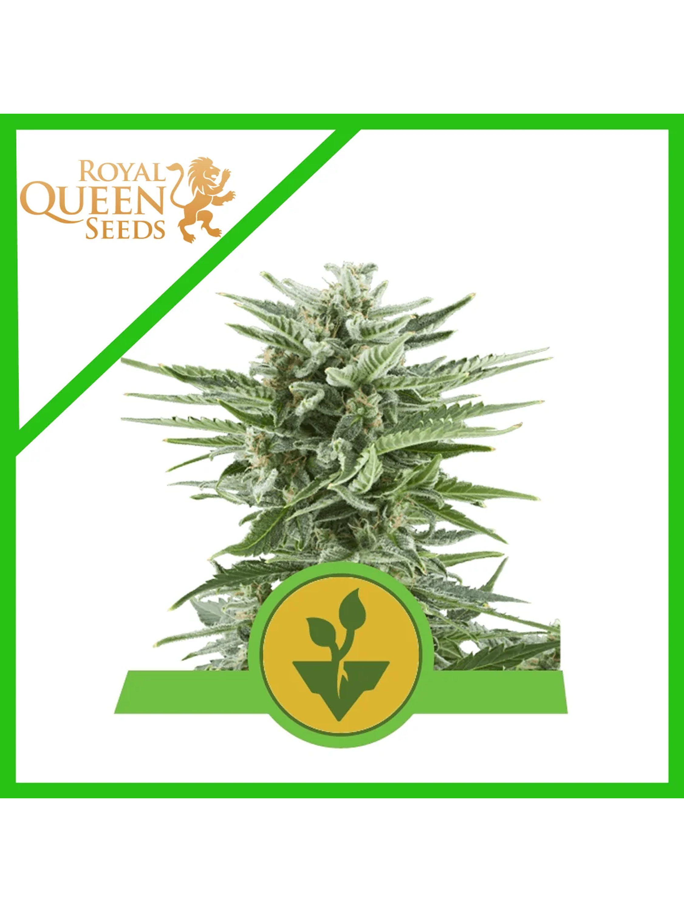 Easy Bud Auto -Royal Queen Seeds (X10/X3/X1) 3