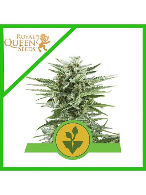 Easy Bud Auto -Royal Queen Seeds (X10/X3/X1) 3