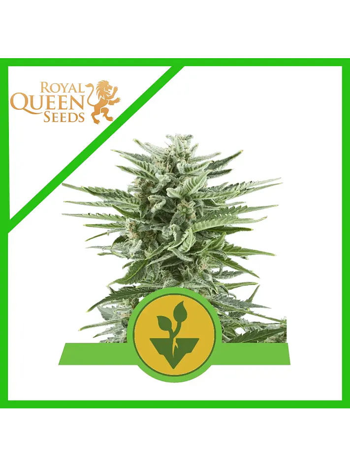 Easy Bud Auto -Royal Queen Seeds (X10/X3/X1) 3