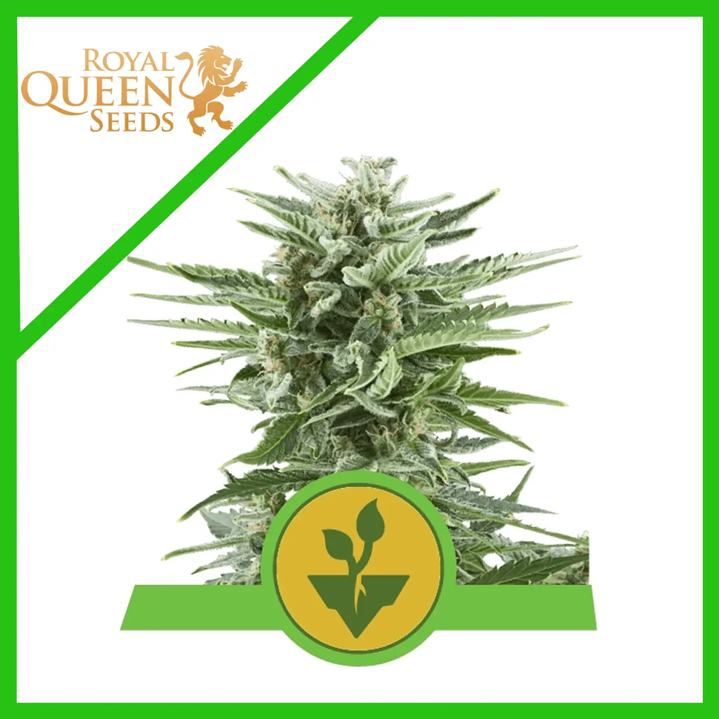 Easy Bud Auto -Royal Queen Seeds (X10/X3/X1) 3