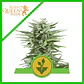 Easy Bud Auto -Royal Queen Seeds (X10/X3/X1) - Miniatura 3