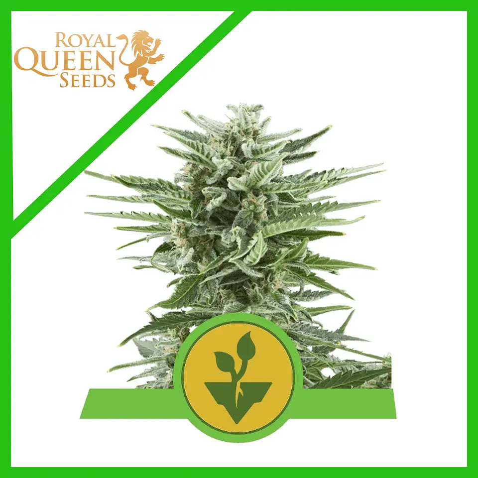 Easy Bud Auto -Royal Queen Seeds (X10/X3/X1) 3