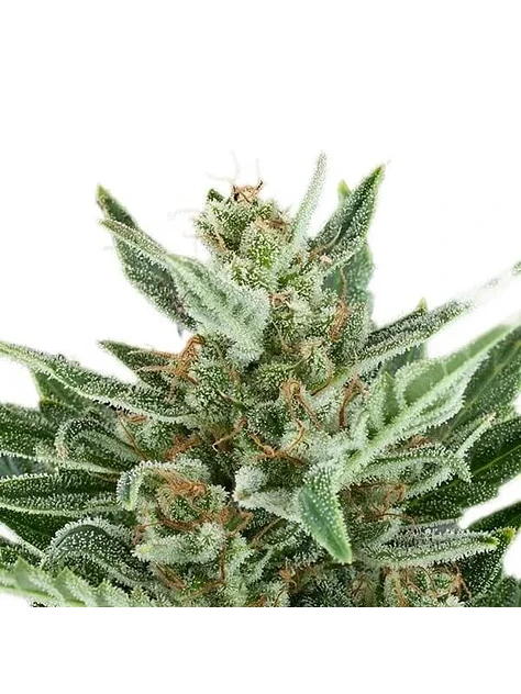Easy Bud Auto -Royal Queen Seeds (X10/X3/X1) 4