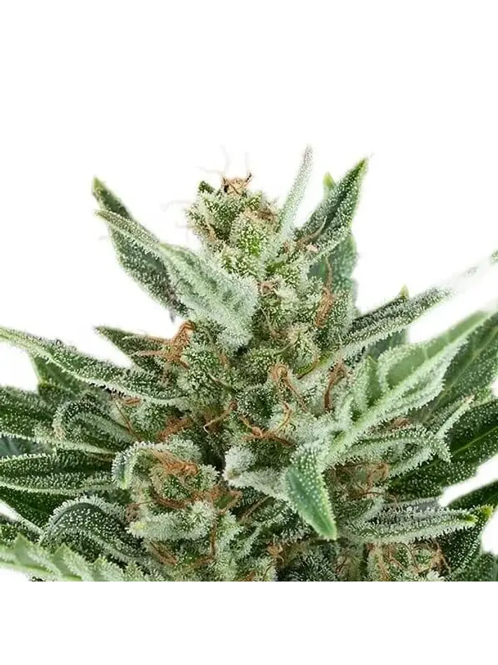 Easy Bud Auto -Royal Queen Seeds (X10/X3/X1) 4