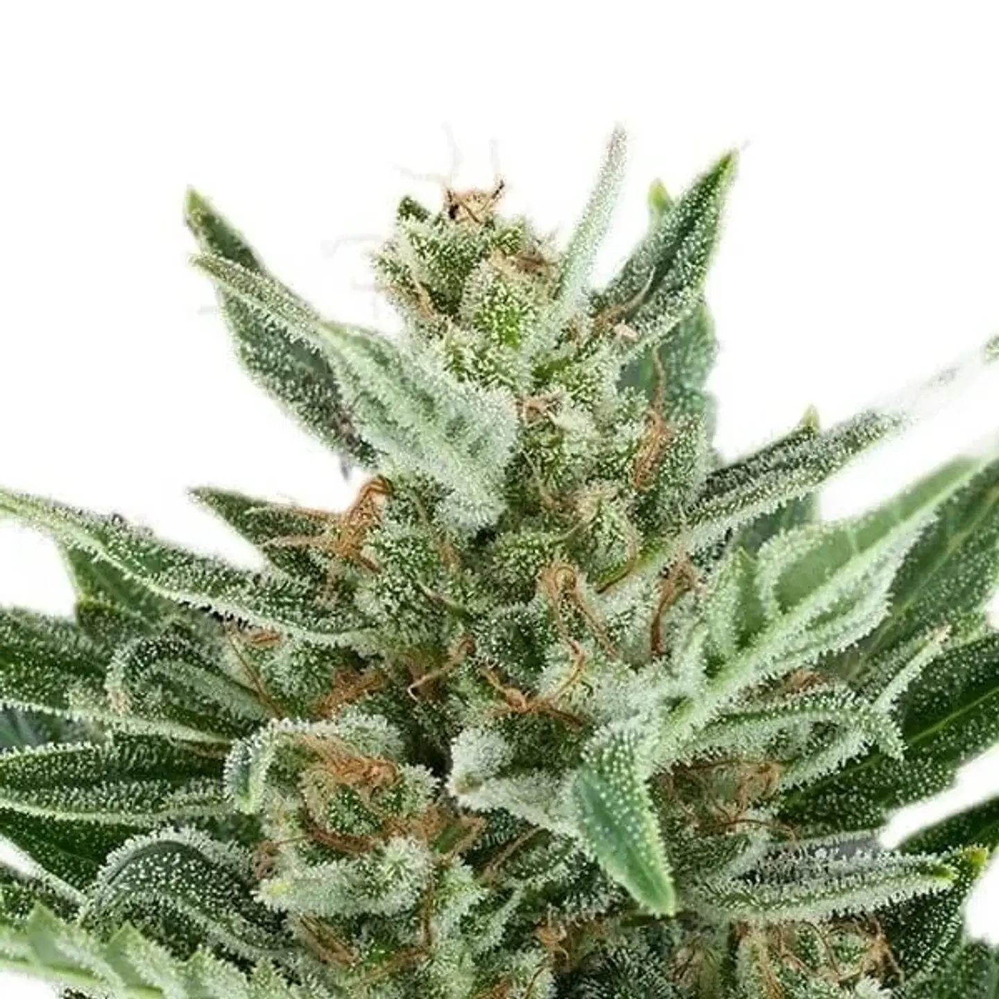 Easy Bud Auto -Royal Queen Seeds (X10/X3/X1) 4