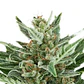 Easy Bud Auto -Royal Queen Seeds (X10/X3/X1) - Miniatura 4