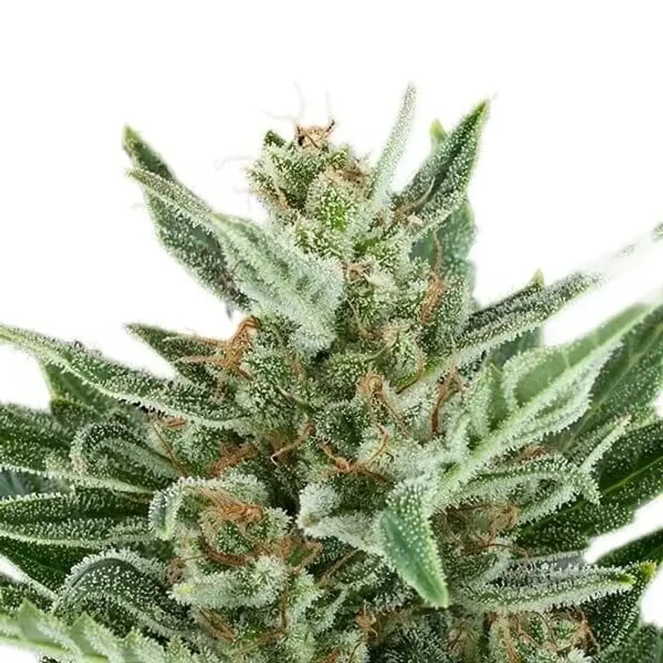 Easy Bud Auto -Royal Queen Seeds (X10/X3/X1) 4