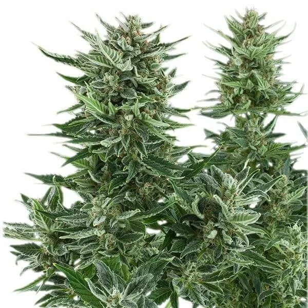 Easy Bud Auto -Royal Queen Seeds (X10/X3/X1) 5