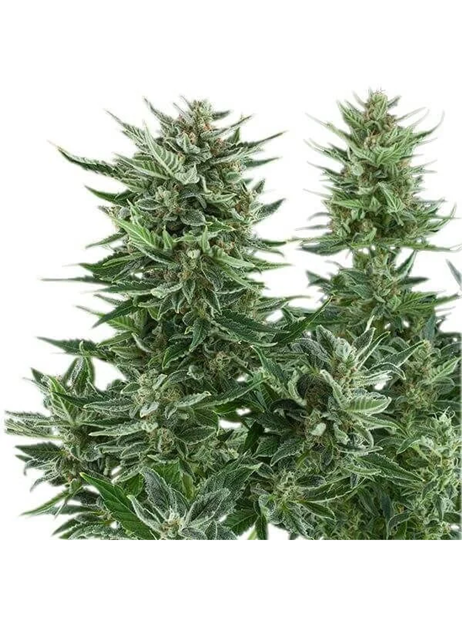 Easy Bud Auto -Royal Queen Seeds (X10/X3/X1) 5