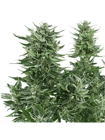 Easy Bud Auto -Royal Queen Seeds (X10/X3/X1) 5