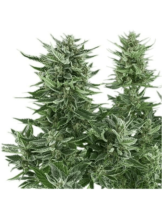 Easy Bud Auto -Royal Queen Seeds (X10/X3/X1) 5