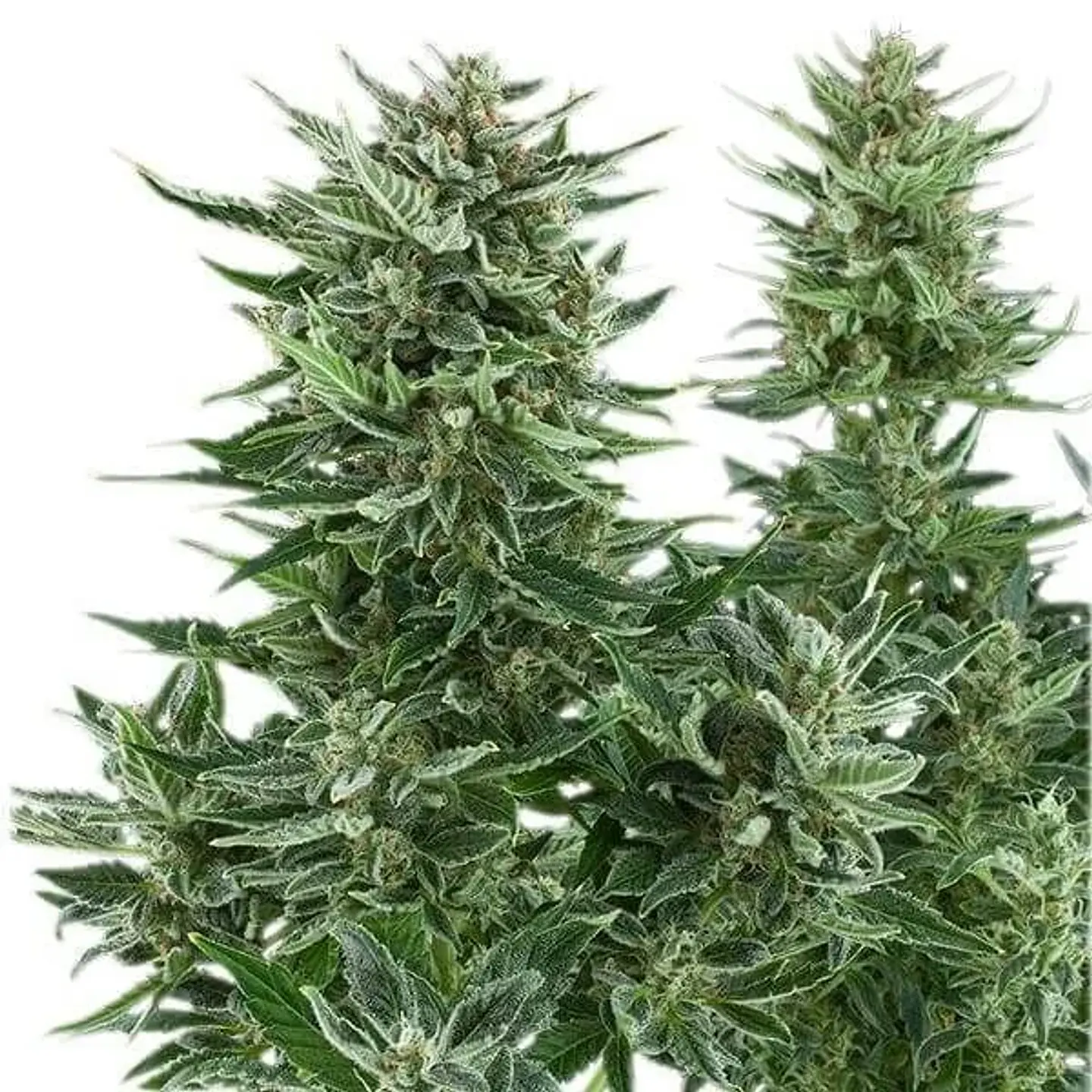 Easy Bud Auto -Royal Queen Seeds (X10/X3/X1) 5