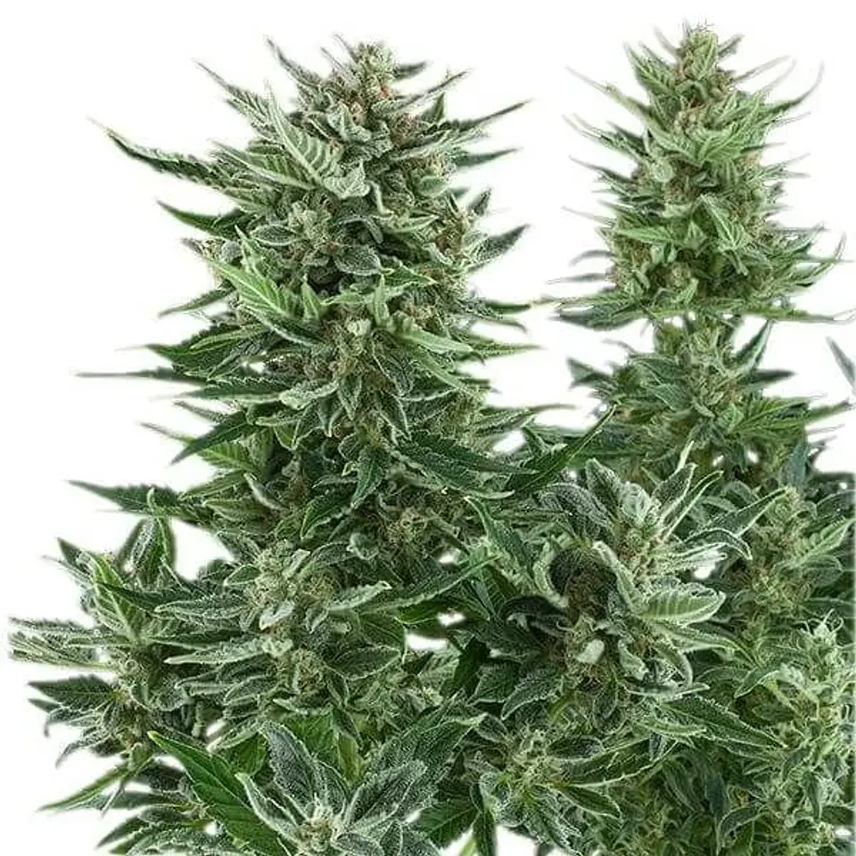 Easy Bud Auto -Royal Queen Seeds (X10/X3/X1) 5