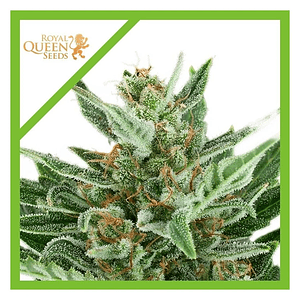 Easy Bud Auto -Royal Queen Seeds (X10/X3/X1)