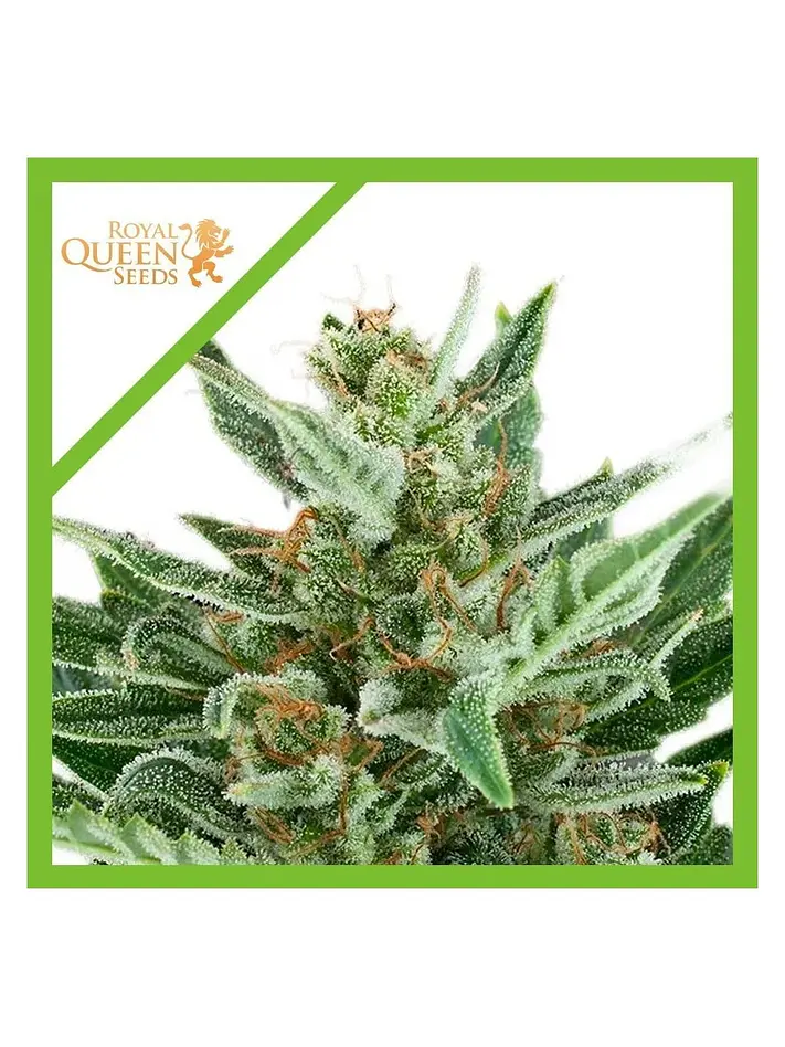 Easy Bud Auto -Royal Queen Seeds (X10/X3/X1) 2