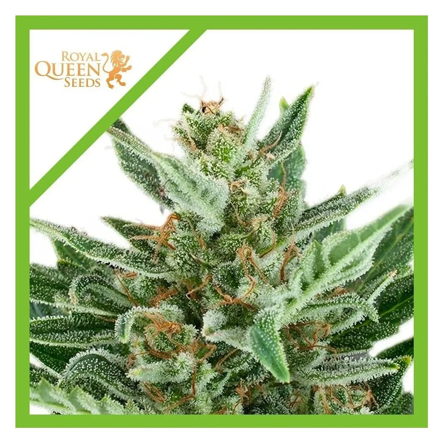Easy Bud Auto -Royal Queen Seeds (X10/X3/X1) 2