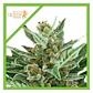Easy Bud Auto -Royal Queen Seeds (X10/X3/X1) - Miniatura 2