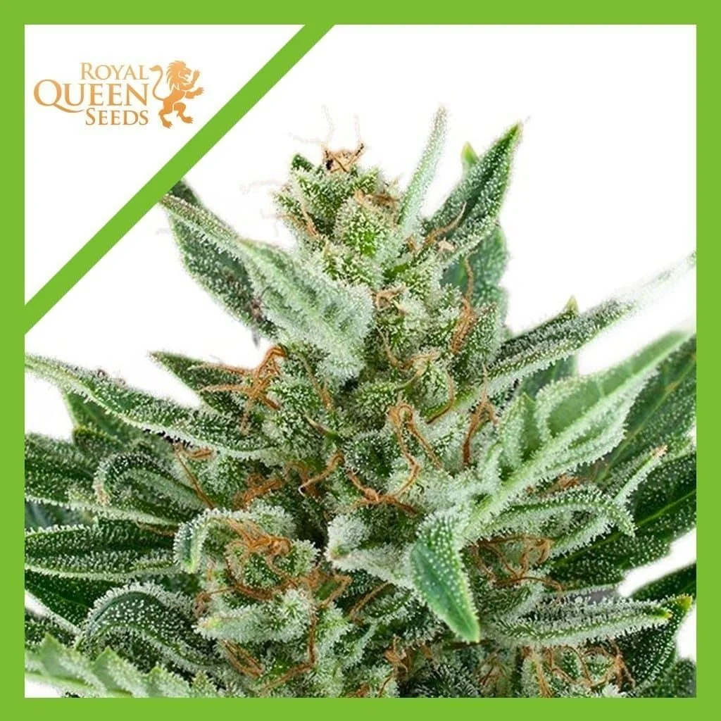 Easy Bud Auto -Royal Queen Seeds (X10/X3/X1) 7