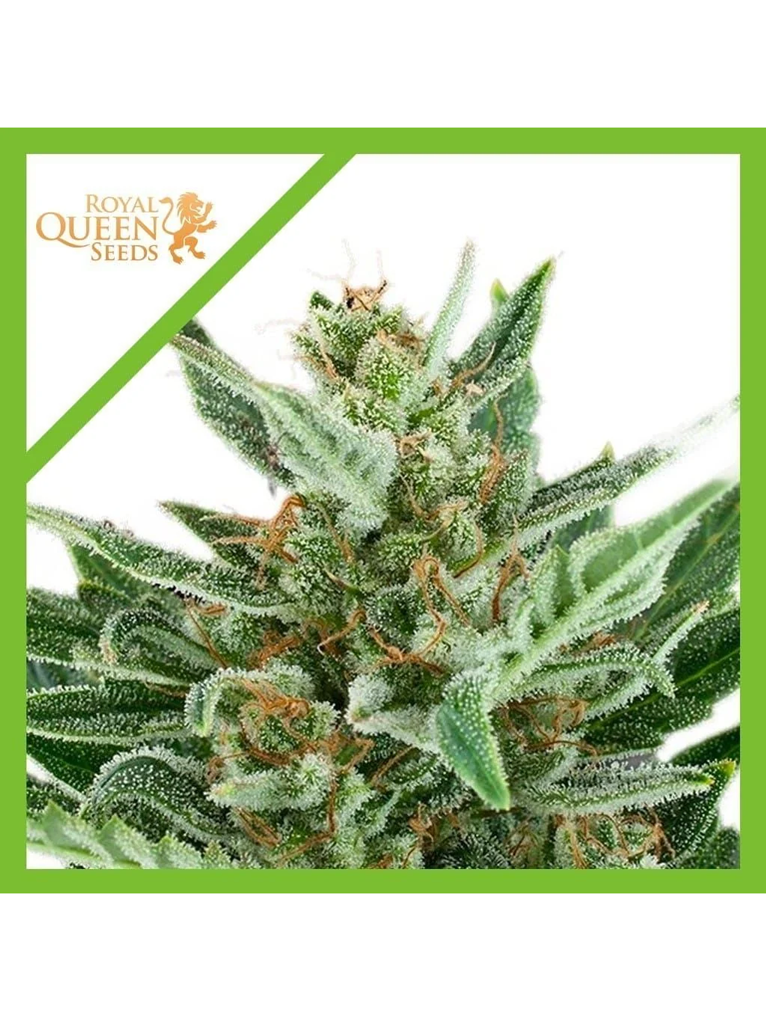 Easy Bud Auto -Royal Queen Seeds (X10/X3/X1) 7