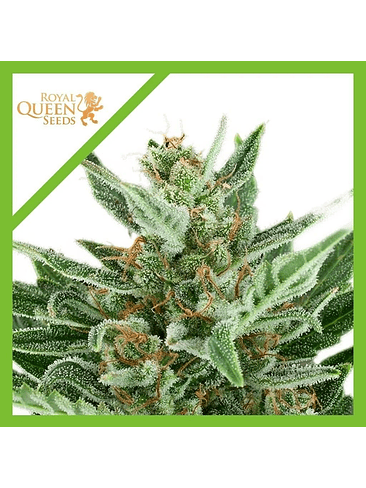 Easy Bud Auto -Royal Queen Seeds (X10/X3/X1) 7