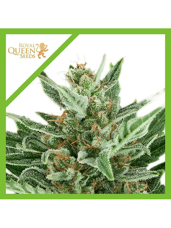 Easy Bud Auto -Royal Queen Seeds (X10/X3/X1) 7