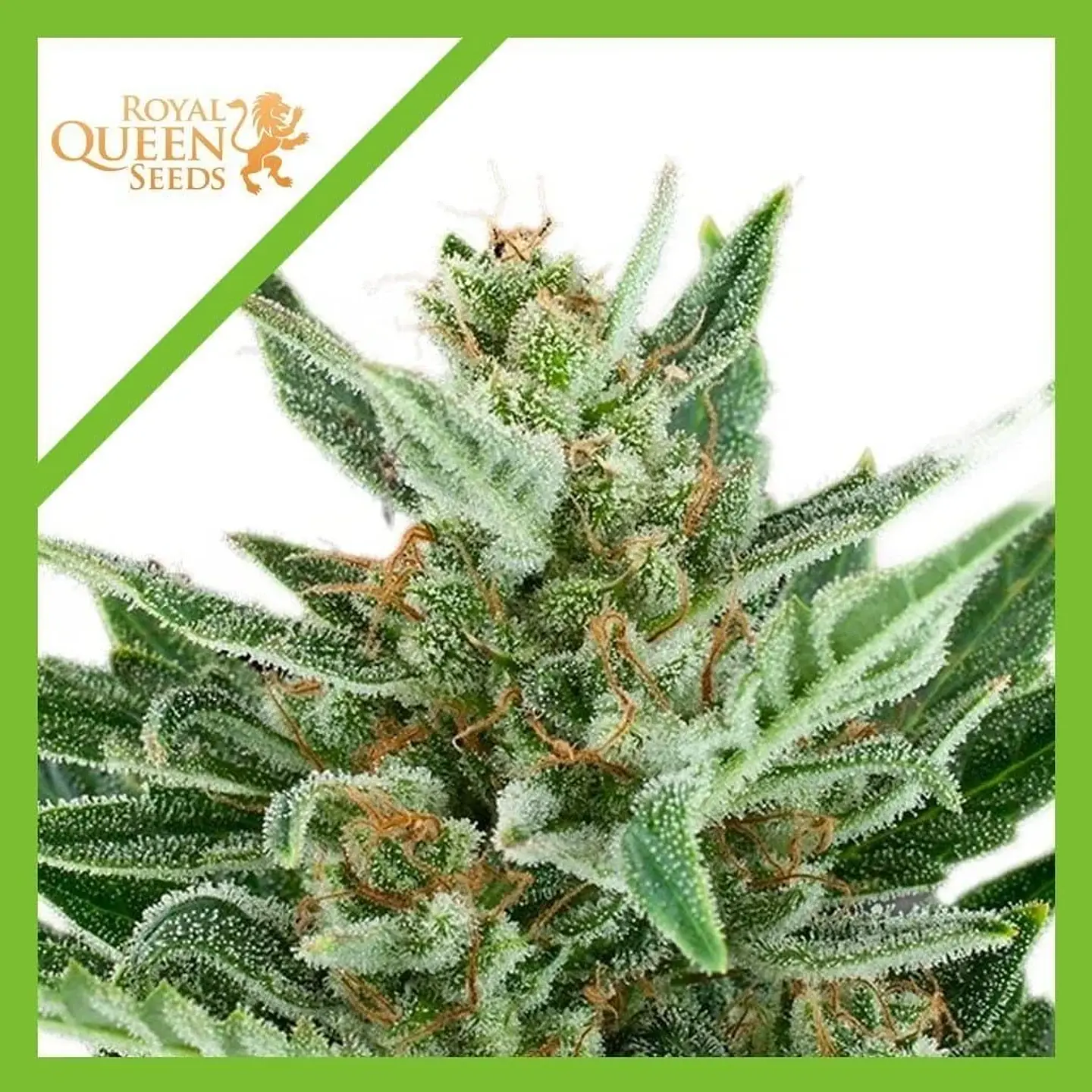 Easy Bud Auto -Royal Queen Seeds (X10/X3/X1) 7