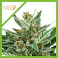 Easy Bud Auto -Royal Queen Seeds (X10/X3/X1) - Miniatura 7