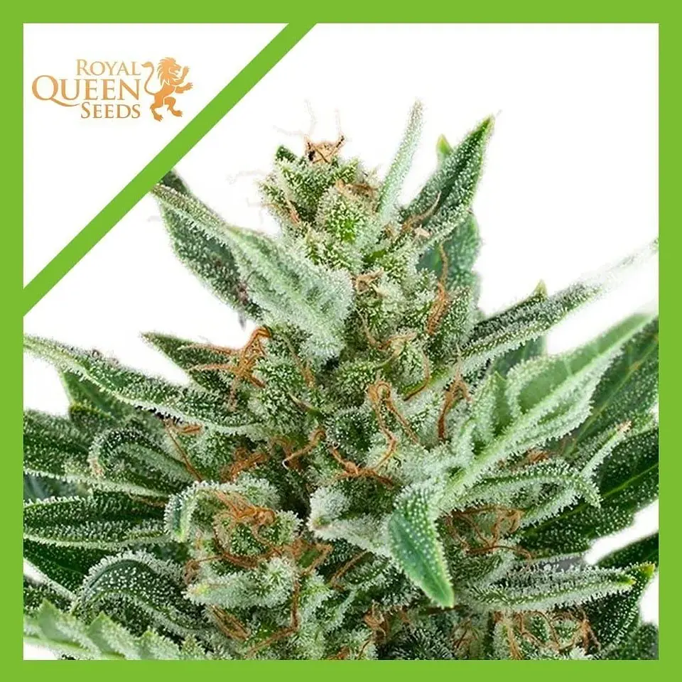 Easy Bud Auto -Royal Queen Seeds (X10/X3/X1) 7