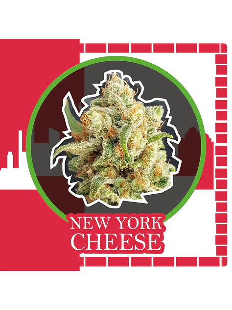 New York Cheese Auto -Delirium Seeds (X4/X2/X1) 4