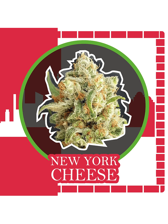 New York Cheese Auto -Delirium Seeds (X4/X2/X1) 4