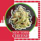 New York Cheese Auto -Delirium Seeds (X4/X2/X1) - Miniatura 3