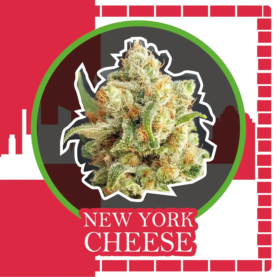New York Cheese Auto -Delirium Seeds (X4/X2/X1) 3