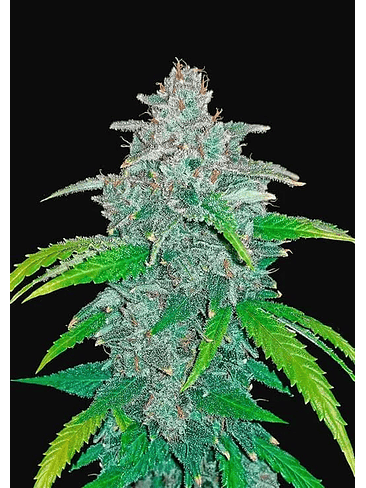 Blue Dream Auto (X1 / X3 / X5)-Fast Buds 2