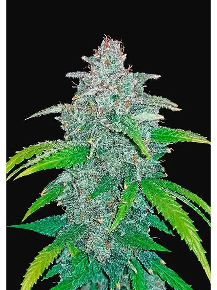 Blue Dream Auto -Fast Buds (X5/X3/X1) 2