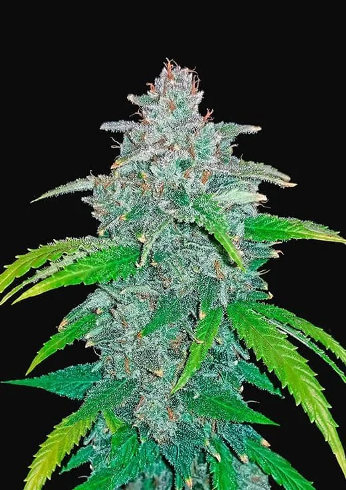 Blue Dream Auto -Fast Buds (X5/X3/X1) 2