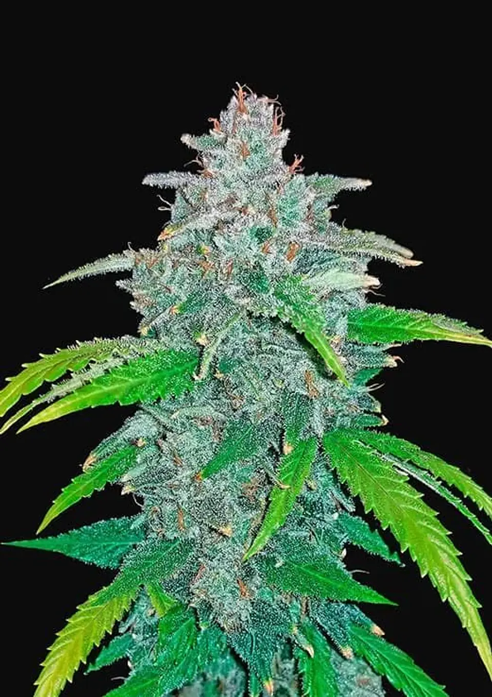 Blue Dream Auto -Fast Buds (X5/X3/X1) 2