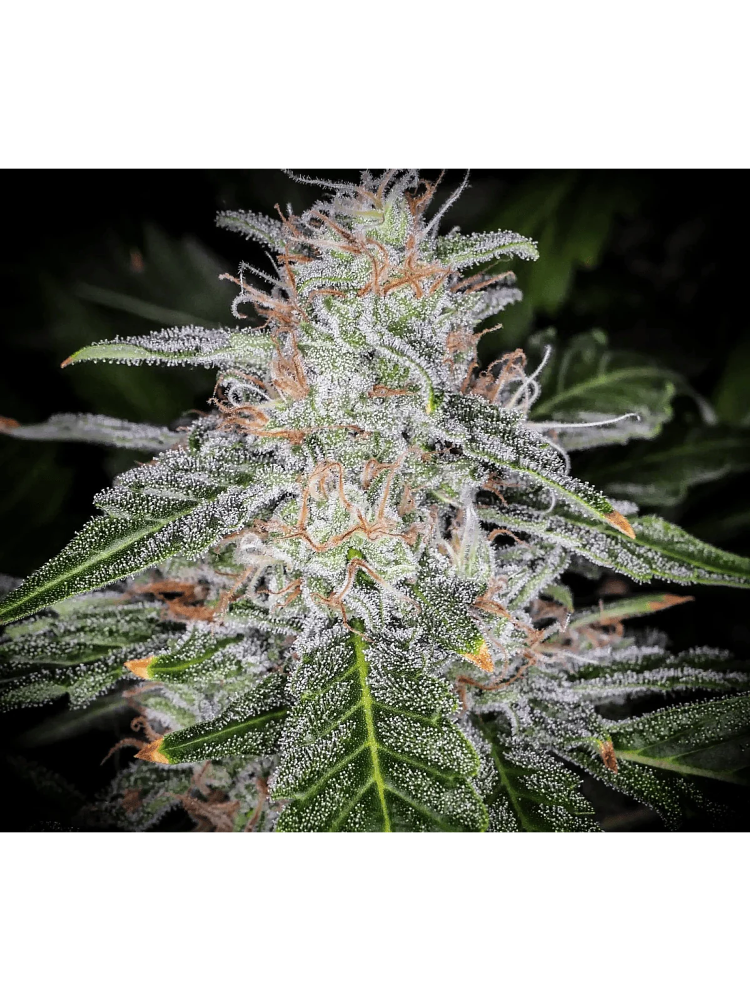 Blue Dream Auto -Fast Buds (X5/X3/X1) 3