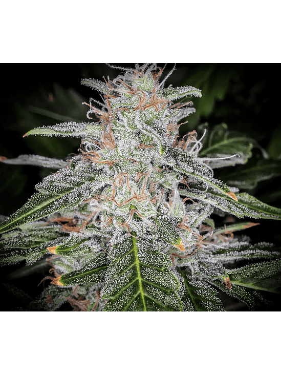 Blue Dream Auto (X1 / X3 / X5)-Fast Buds 3