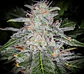Blue Dream Auto -Fast Buds (X5/X3/X1) - Miniatura 3