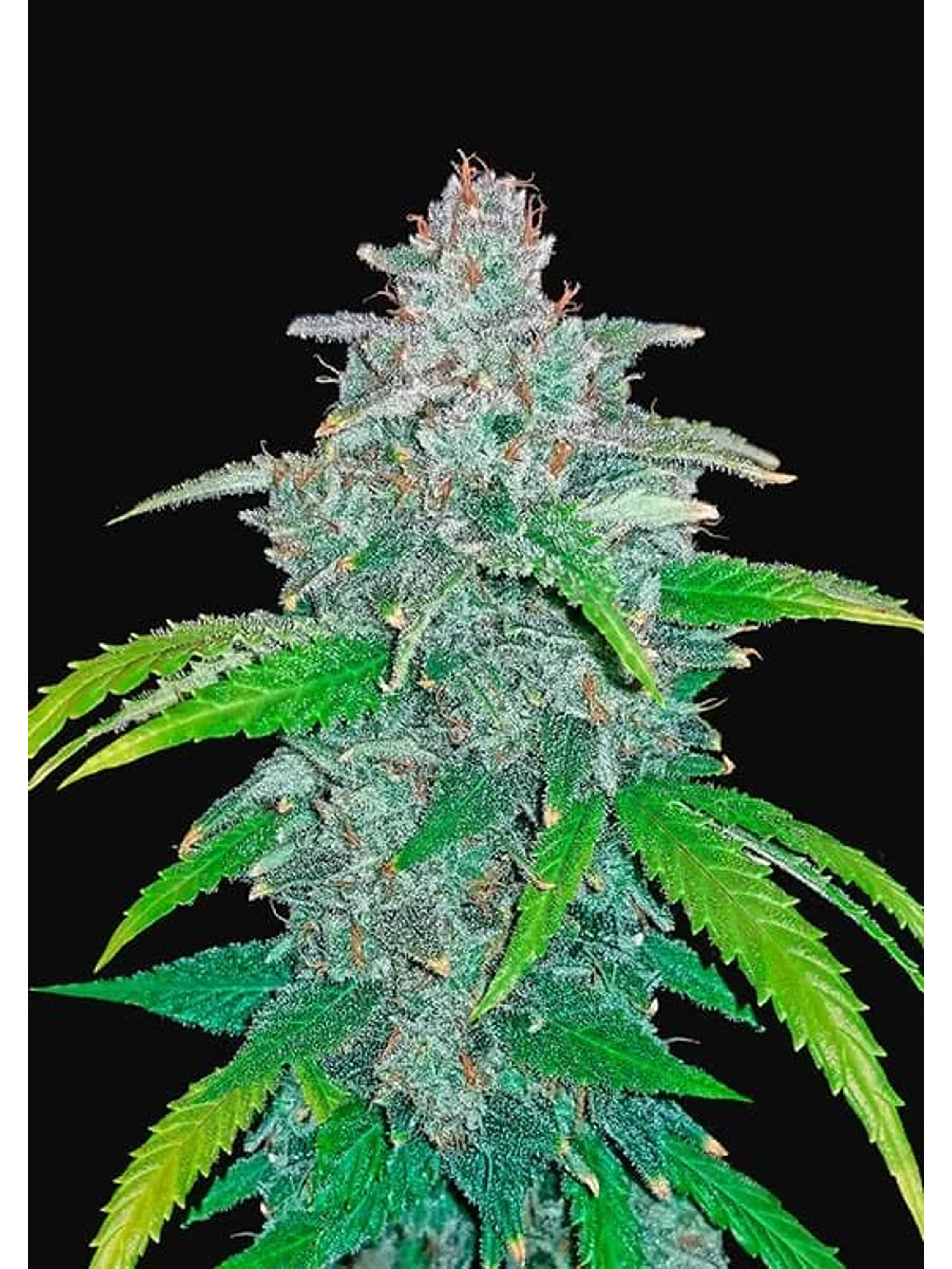 Blue Dream Auto -Fast Buds (X5/X3/X1) 5