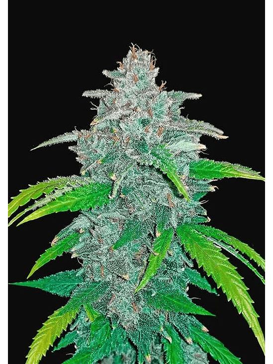 Blue Dream Auto (X1 / X3 / X5)-Fast Buds 5