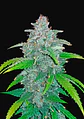 Blue Dream Auto -Fast Buds (X5/X3/X1) - Miniatura 5