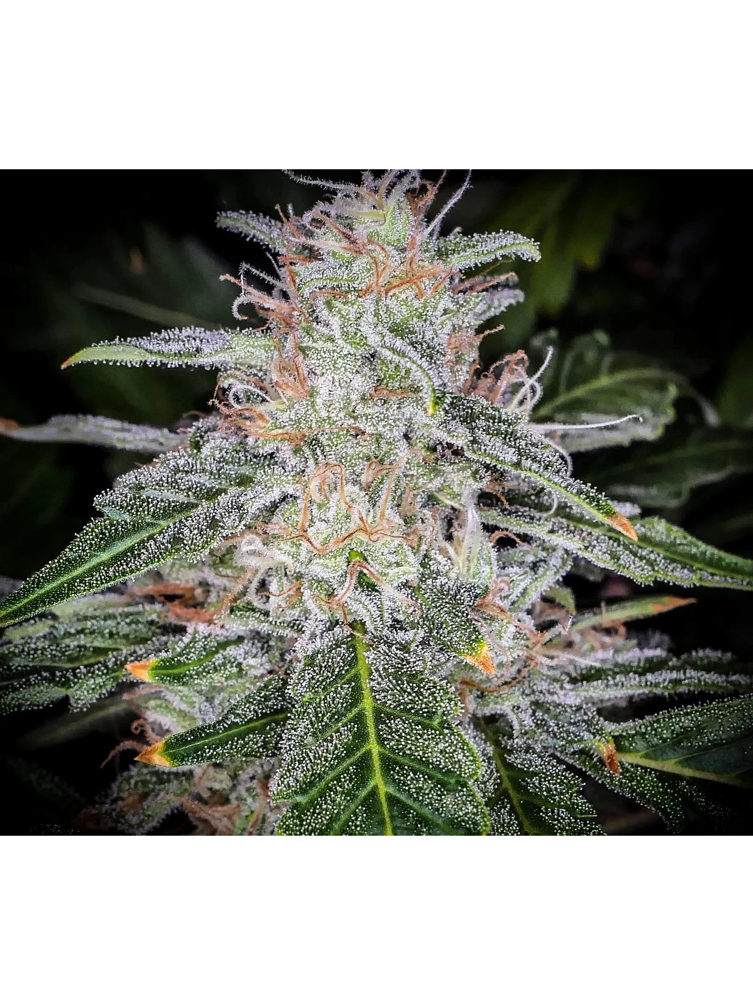 Blue Dream Auto -Fast Buds (X5/X3/X1) 6