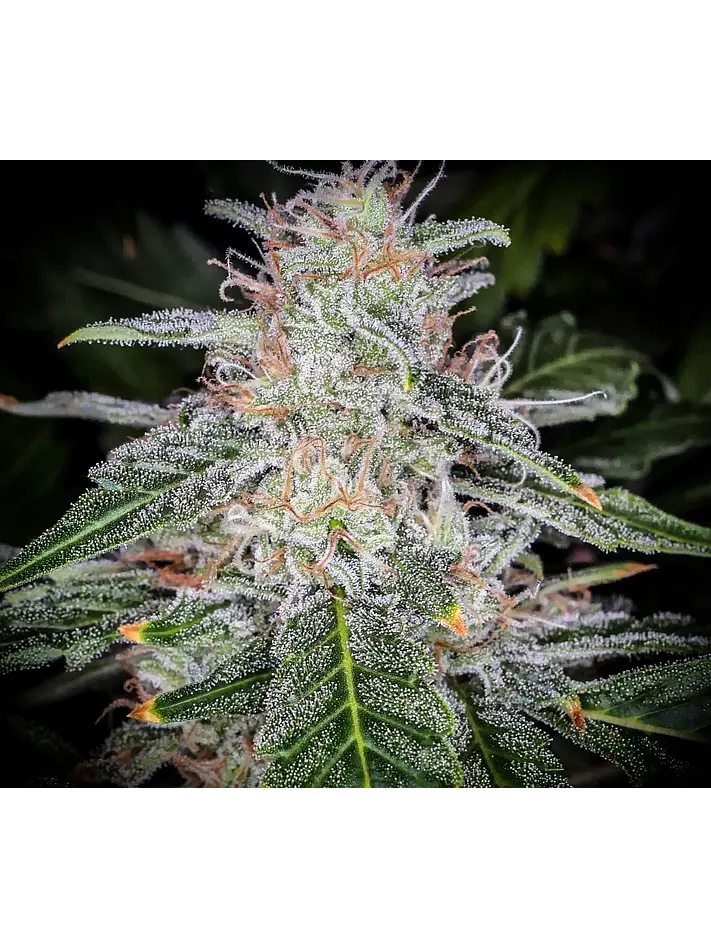 Blue Dream Auto -Fast Buds (X5/X3/X1) 6