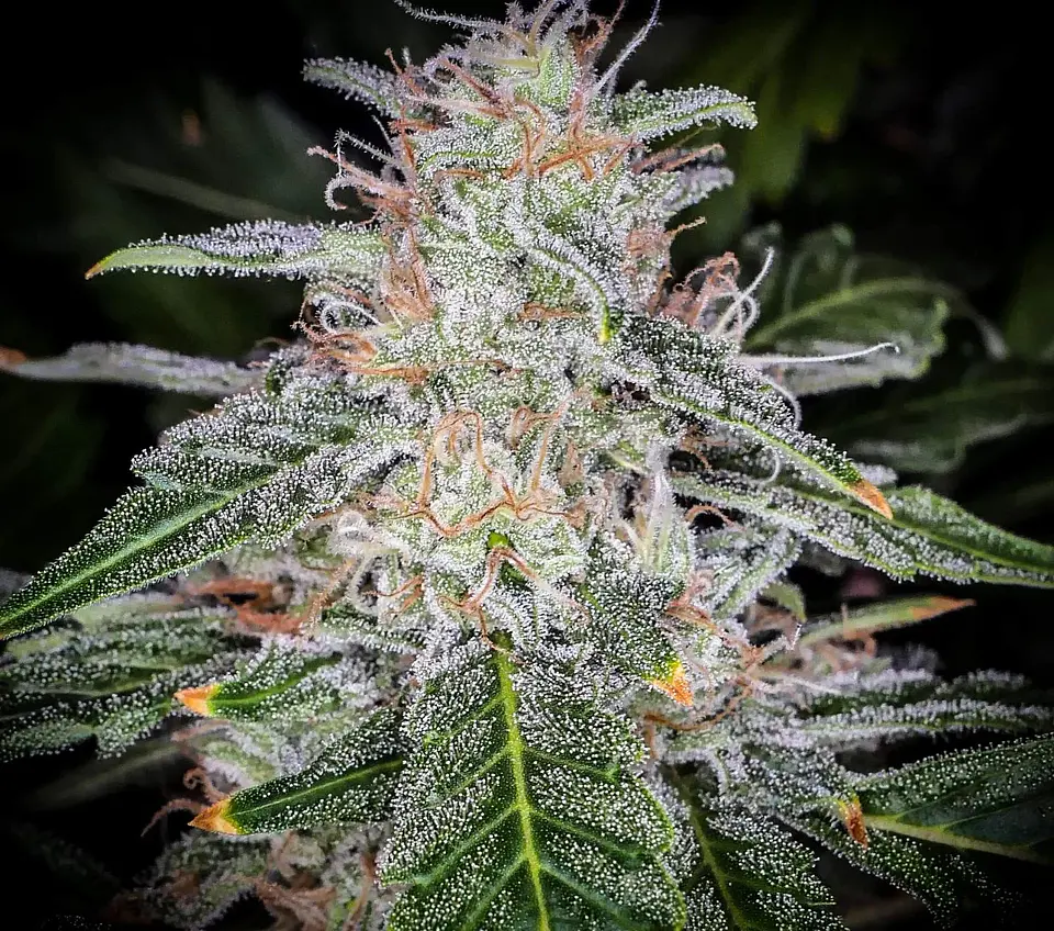 Blue Dream Auto -Fast Buds (X5/X3/X1) 6