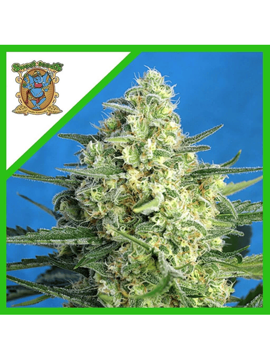 Jack 47 Xl Auto® X100-Sweet Seeds 2