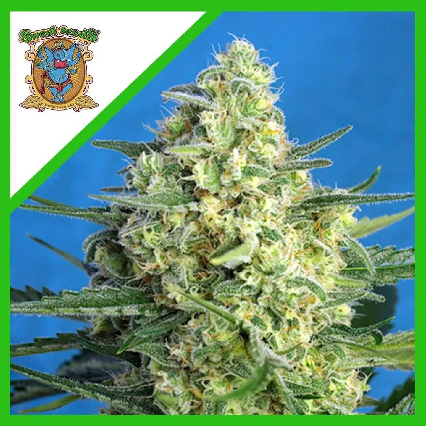 Jack 47 Xl Auto® -Sweet Seeds (X100/X25/X5+2/X3+1) 2